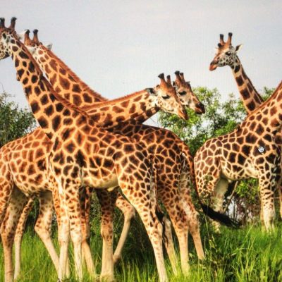 A tower of Rothschild giraffes was spotted on Day 3 game drive during a 3-Day Ultimate Luxury Fly-In Wildlife Safari – Murchison Falls Park