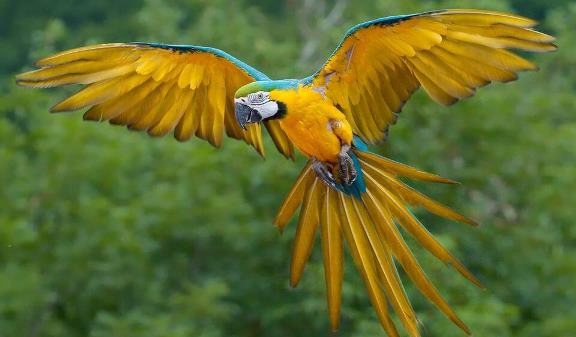 Birdwatcher Spotting Rare Species in Bwindi