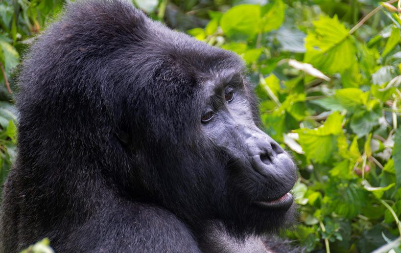 Group on a Gorilla Safari in Uganda's Bwindi Forest