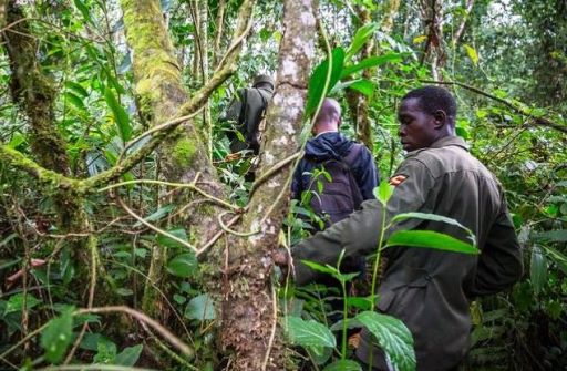 Hikers on a Trail in Bwindi Impenetrable National Park