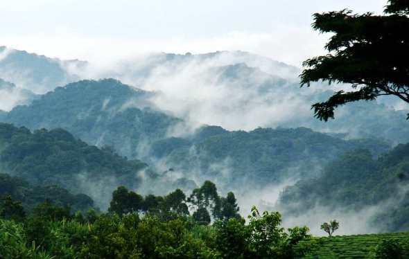 Misty Morning Trek in Bwindi's Rainforest