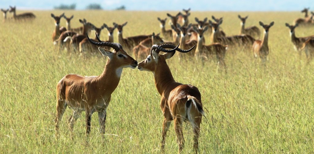 Scenic view of Kabwoya Wildlife Reserve with Lake Albert in the background